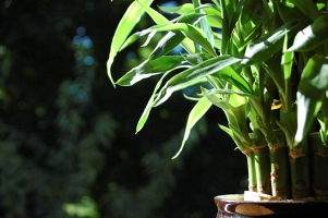 Eco-friendly Benefits of Bamboo -  Bamboo Pot Plant 